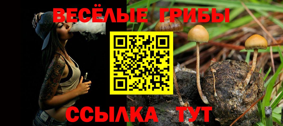 Псилоцибиновые грибы мицелий Курганинск